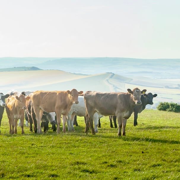 Photo of cows stood in a field.