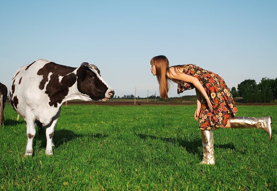 A woman bending over pretending to kiss a cow.